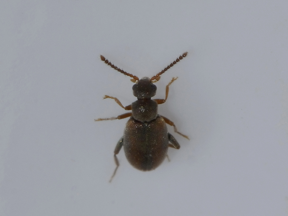 Aderidae: Cobososia pruinosa